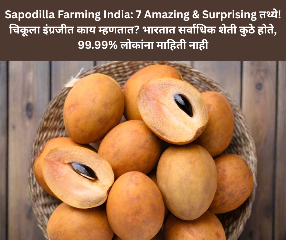Sapodilla Farming India